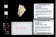 Foto (Objekt + Etikett) von Galatheoidea indet.  (NHMW-GEO-2014-0194-0719)